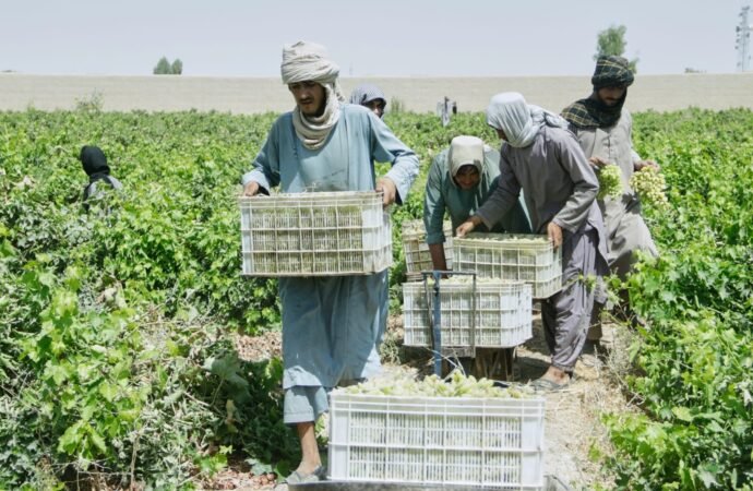 Afghanistan’s grape harvest is turning into raisins — literally — as exports collapse | Fortune