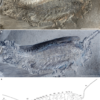 Amphibious stem-insect sheds light on colonization of land – Nature