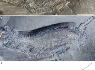 Amphibious stem-insect sheds light on colonization of land – Nature