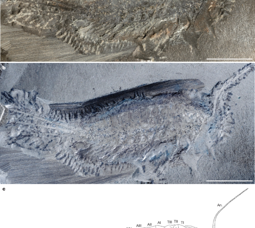 Amphibious stem-insect sheds light on colonization of land – Nature