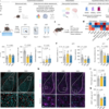 Amygdala astrocyte primary cilium mechanisms contribute to stress behaviours – Nature