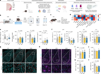 Amygdala astrocyte primary cilium mechanisms contribute to stress behaviours – Nature