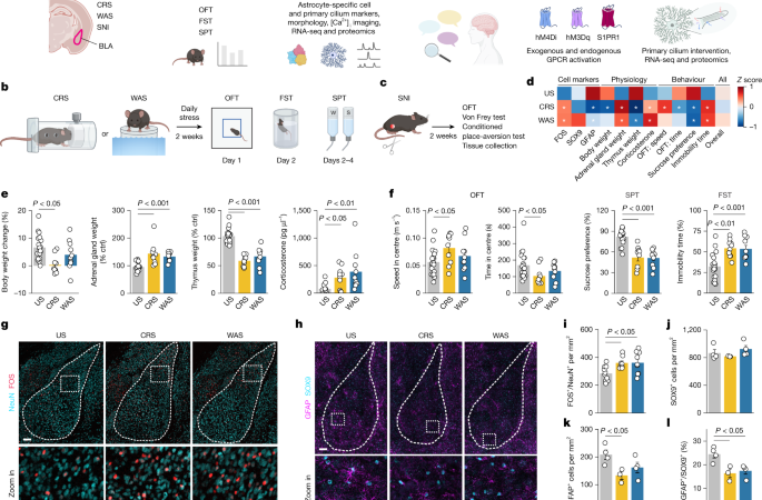 Amygdala astrocyte primary cilium mechanisms contribute to stress behaviours – Nature