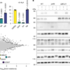 An ancient mitochondrial program tunes translation to haem availability – Nature