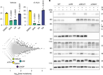 An ancient mitochondrial program tunes translation to haem availability – Nature