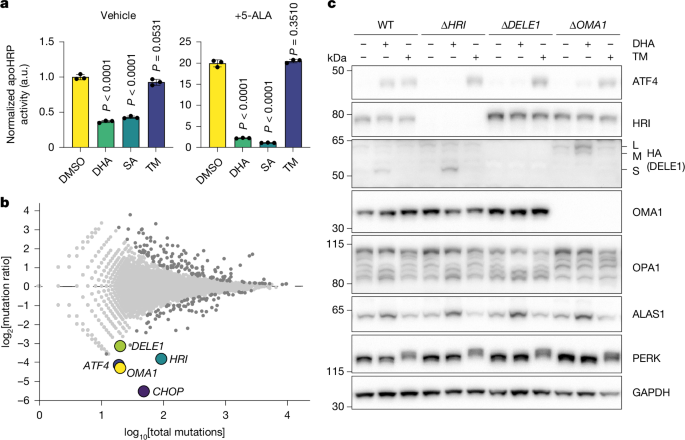 An ancient mitochondrial program tunes translation to haem availability – Nature
