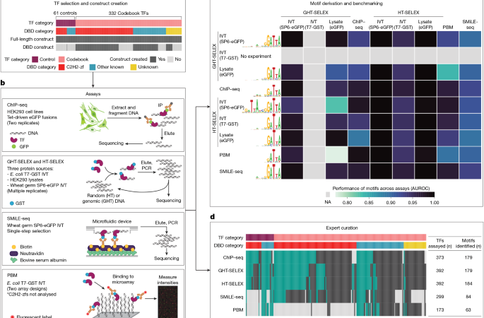 An expanded codebook of human transcription factor DNA-binding specificity – Nature