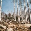 Ancient rise in CO2 was catastrophic for forests: what that means for today’s plants