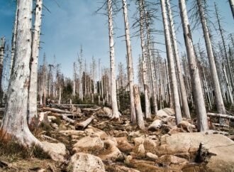 Ancient rise in CO2 was catastrophic for forests: what that means for today’s plants