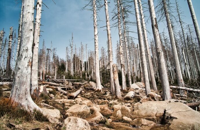 Ancient rise in CO2 was catastrophic for forests: what that means for today’s plants