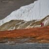 Antarctica’s Blood Falls teems with life from unexpected source