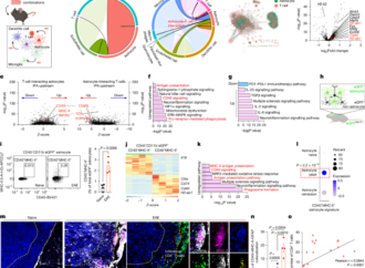 Antigen presentation by CD40+MHC-II+ astrocytes promotes CNS autoimmunity – Nature