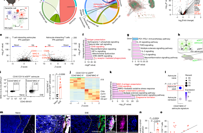 Antigen presentation by CD40+MHC-II+ astrocytes promotes CNS autoimmunity – Nature