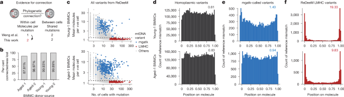 Artefacts in single-cell mtDNA analyses misinform phylogenies – Nature