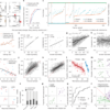 Asymmetric prefrontal representations for leader–follower dynamics – Nature