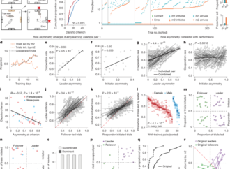 Asymmetric prefrontal representations for leader–follower dynamics – Nature