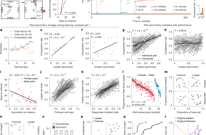 Asymmetric prefrontal representations for leader–follower dynamics – Nature