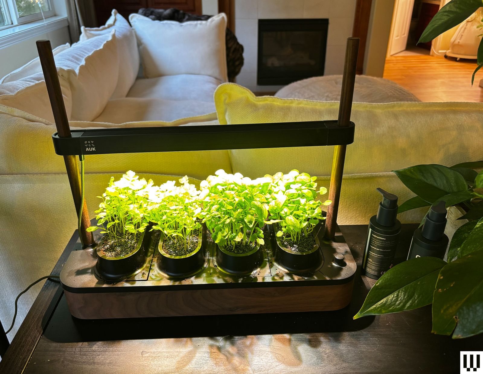 Image may contain Animal Aquarium Fish Sea Life Water Plant and Window