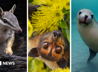 Australia is the planet’s extinction hotspot, but one animal offers a glimmer of hope