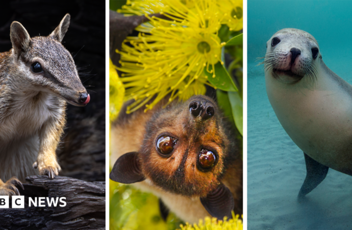 Australia is the planet’s extinction hotspot, but one animal offers a glimmer of hope