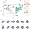 Author Correction: Cretaceous bird from Brazil informs the evolution of the avian skull and brain – Nature