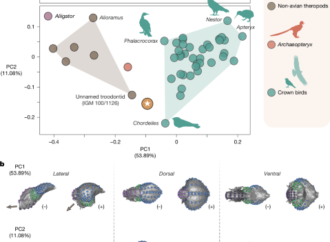 Author Correction: Cretaceous bird from Brazil informs the evolution of the avian skull and brain – Nature