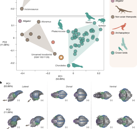 Author Correction: Cretaceous bird from Brazil informs the evolution of the avian skull and brain – Nature
