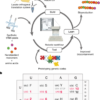 Automated prototyping of genetic codes – Nature