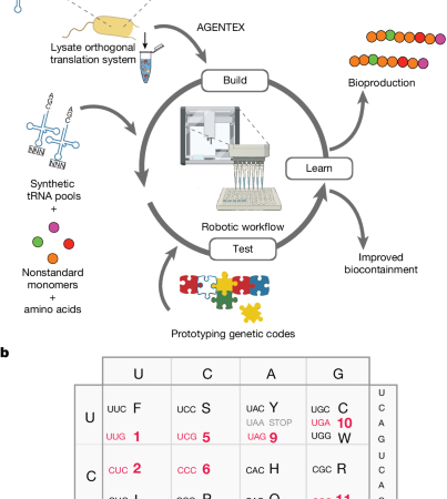 Automated prototyping of genetic codes – Nature