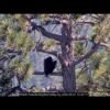 Bald eagle Kaydee inspects camera, helps Shadow arrange sticks