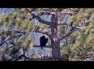Bald eagle Kaydee inspects camera, helps Shadow arrange sticks