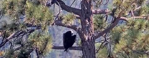Real-life vampire birds hunt and drink blood in remote Ecuador