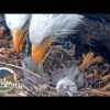 Bald eagle Shadow’s friend KD1 gets a new name