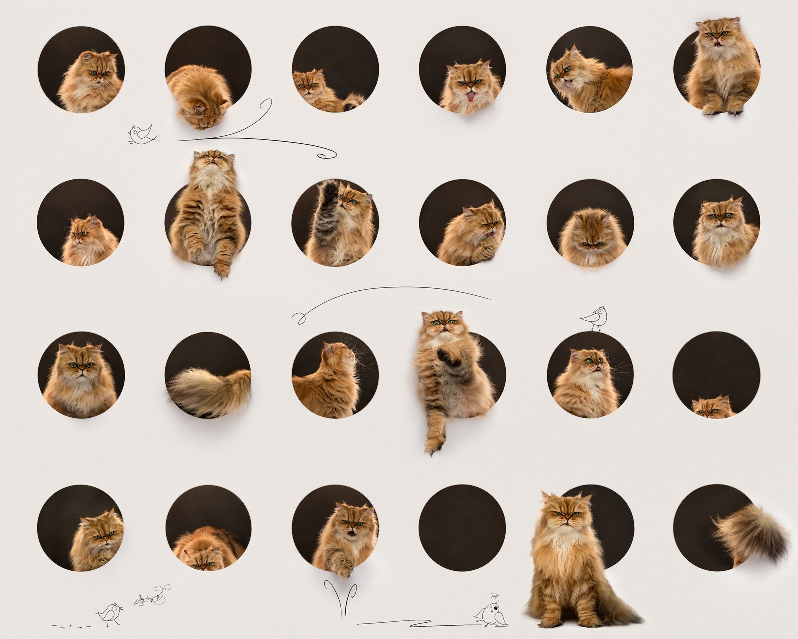 flat-faced cat in holes