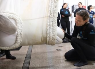 Beluga whale dies at Chicago aquarium days after coming from Canada park in rescue effort