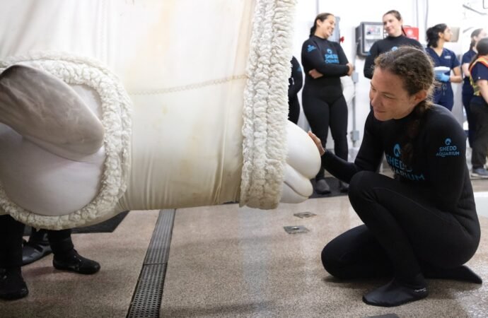 Beluga whale dies at Chicago aquarium days after coming from Canada park in rescue effort