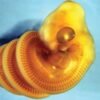 Biologists discover why snake embryos always coil to the right