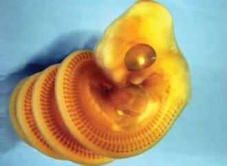 Biologists discover why snake embryos always coil to the right