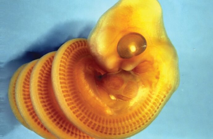 Biologists discover why snake embryos always coil to the right