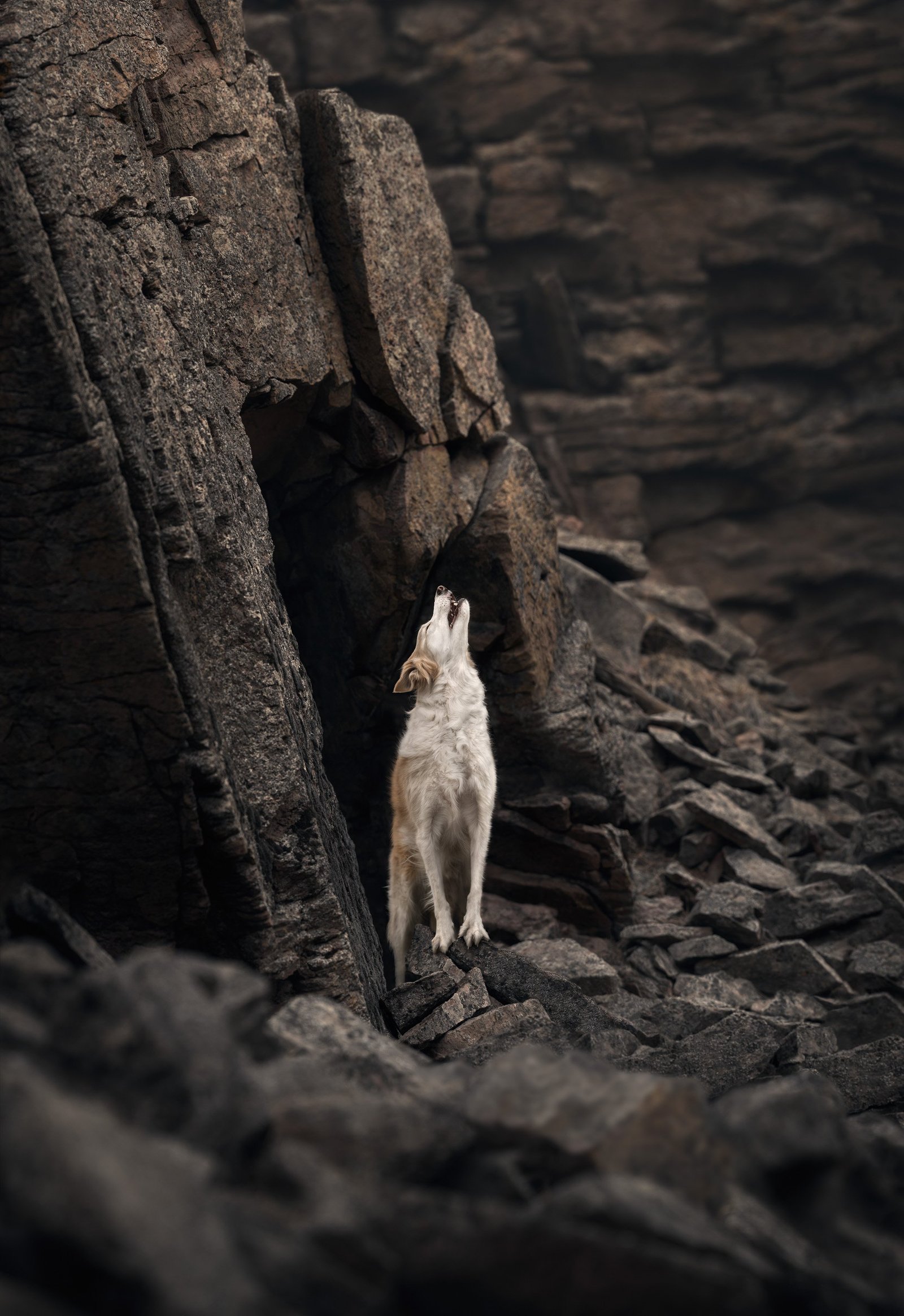 dog howling amongst rocks