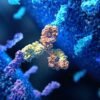 Cancer-fighting antibodies with a one-two punch take aim at tumours