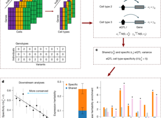 Cell-type-specific eQTLs underlie the genetic architecture of complex traits – Nature