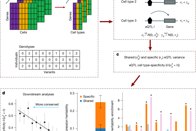 Cell-type-specific eQTLs underlie the genetic architecture of complex traits – Nature