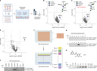 DCAF11-dependent molecular glue degrader activated by glutathionylation – Nature