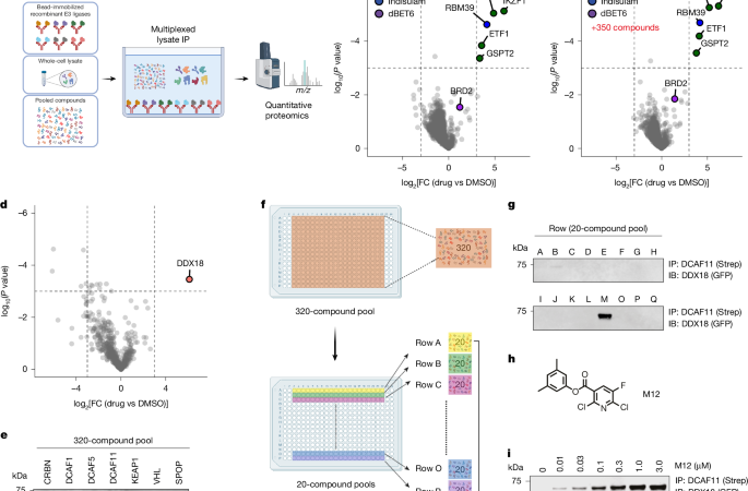 DCAF11-dependent molecular glue degrader activated by glutathionylation – Nature