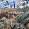 Dalaroo soil survey stretches WA copper-nickel target