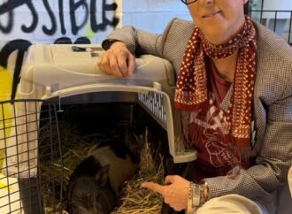 Diane Warren Adopts West Hollywood’s Runaway Pig: ‘Welcome Wilbur!’