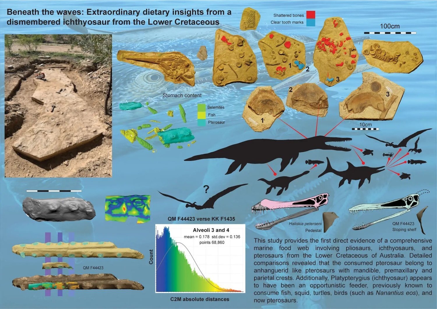 Infographic explaining the fossil food chain including images of the fossils and animal diagrams