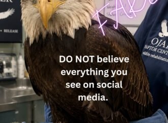 Do not share fake images of Jackie the bald eagle
