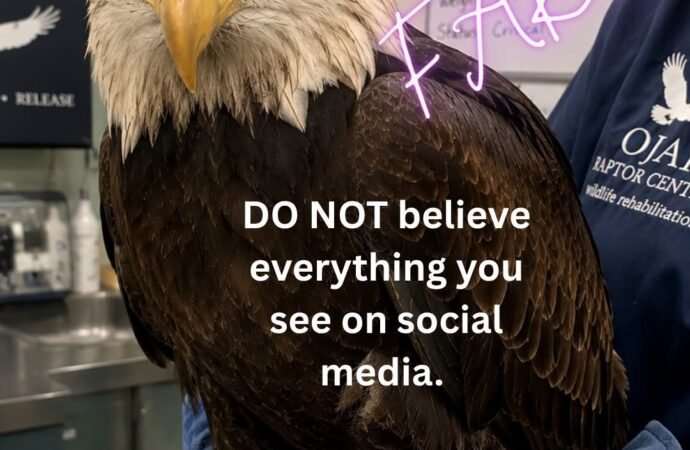 Do not share fake images of Jackie the bald eagle